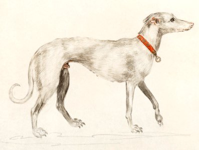 Greyhound, Canis lupus familiaris (1596–1610) by Anselmus Boëtius de Boodt.. Free illustration for personal and commercial use.