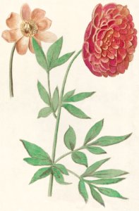 Peony, Paeonia (1596–1610) by Anselmus Boëtius de Boodt.. Free illustration for personal and commercial use.