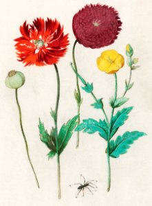 Poppy, Papaver (1596–1610) by Anselmus Boëtius de Boodt.. Free illustration for personal and commercial use.