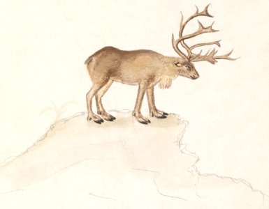 Reindeer, Rangifer tarandus (1596–1610) by Anselmus Boëtius de Boodt.. Free illustration for personal and commercial use.
