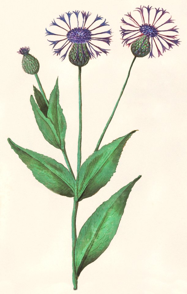 Large centaury, Centaurea scabiosa (1596–1610) by Anselmus Boëtius de Boodt.. Free illustration for personal and commercial use.