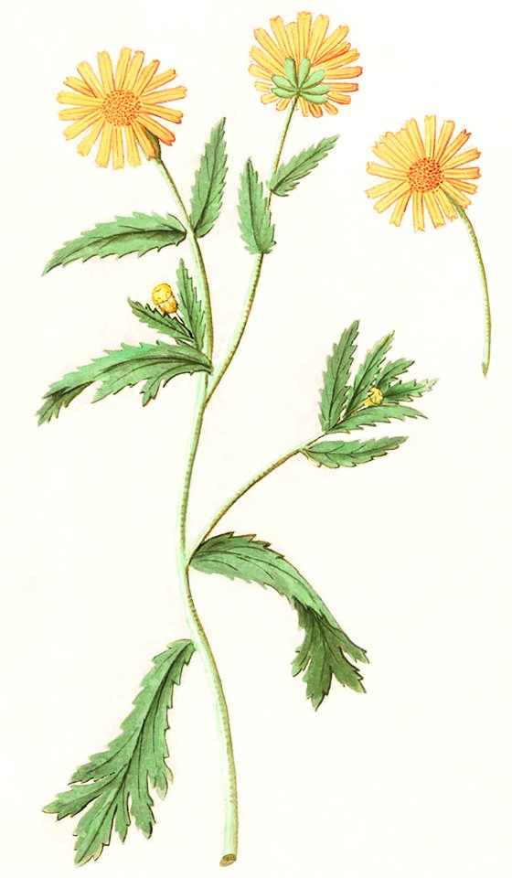 Chrysant, Chrysanthemum (1596–1610) by Anselmus Boëtius de Boodt.