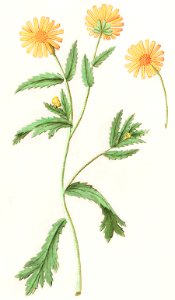 Chrysant, Chrysanthemum (1596–1610) by Anselmus Boëtius de Boodt.