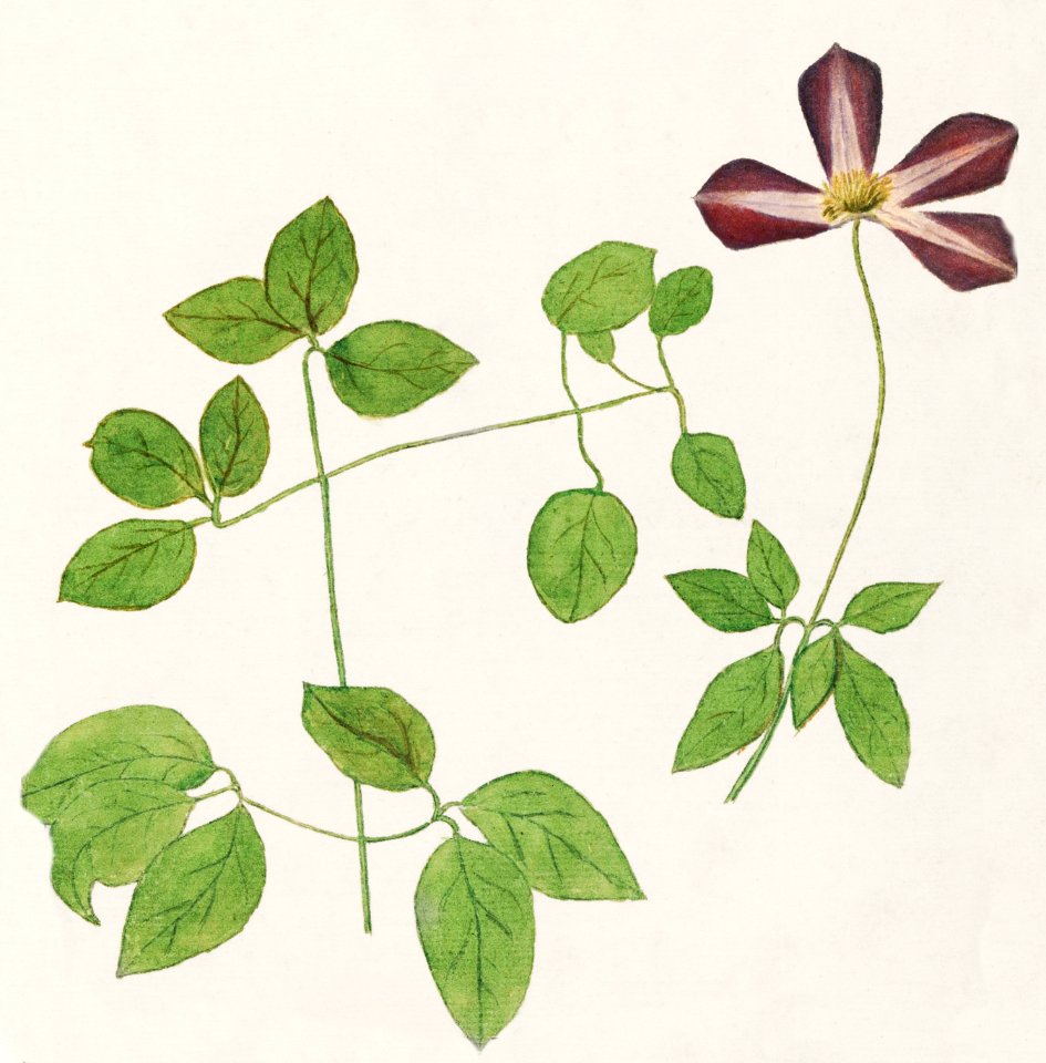 Clematis, Clematis (1596–1610) by Anselmus Boëtius de Boodt.