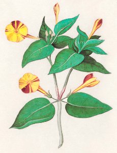 Beautiful, MIrabilis jalapa (1596–1610) by Anselmus Boëtius de Boodt.. Free illustration for personal and commercial use.