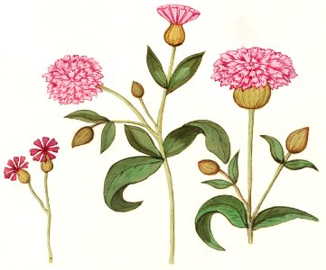 Cuckoo flower, Silene dioica (1596–1610) by Anselmus Boëtius de Boodt.