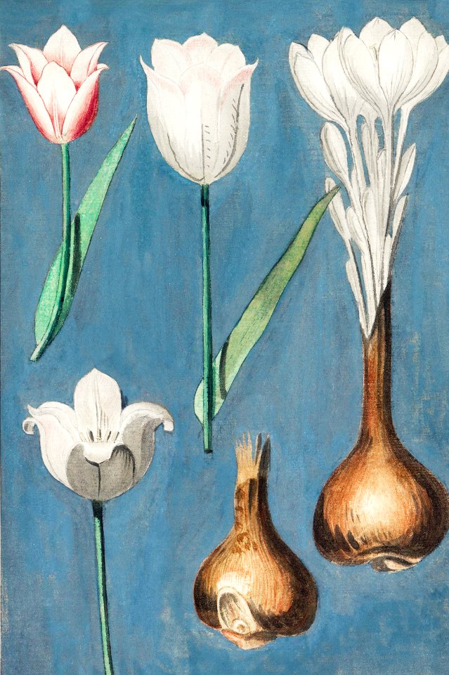 Tulip, Tulipa (1596–1610) by Anselmus Boëtius de Boodt.