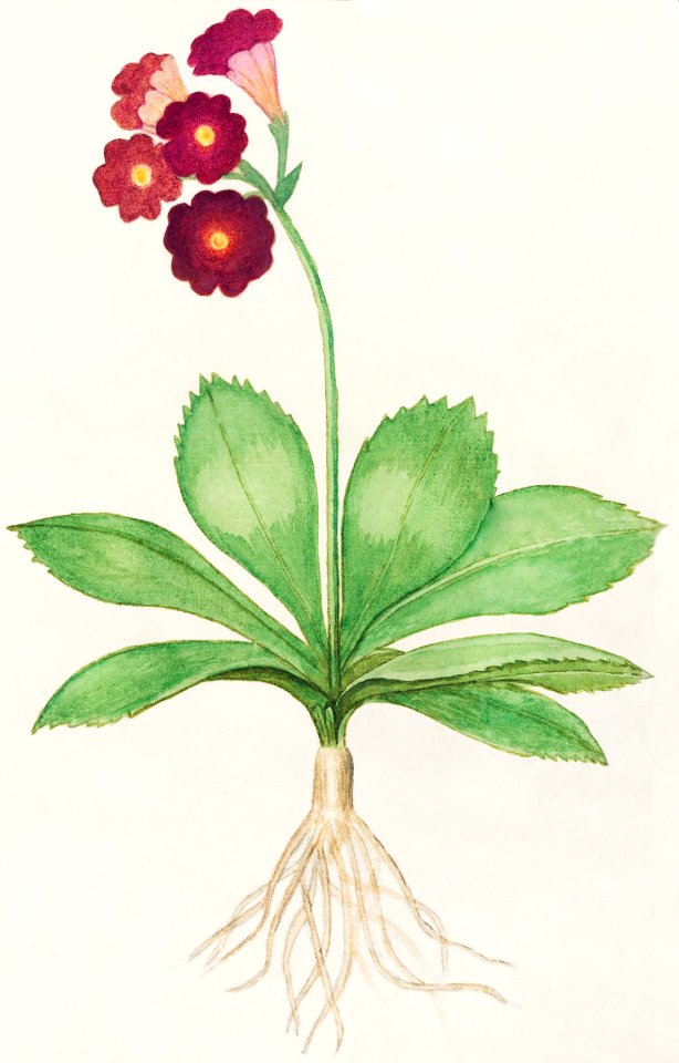 Primrose, Primula (1596–1610) by Anselmus Boëtius de Boodt.