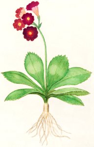 Primrose, Primula (1596–1610) by Anselmus Boëtius de Boodt.. Free illustration for personal and commercial use.