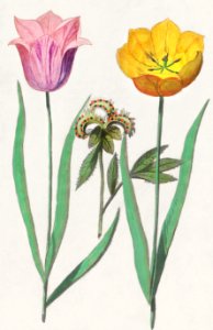 Tulip, Tulipa (1596–1610) by Anselmus Boëtius de Boodt.. Free illustration for personal and commercial use.