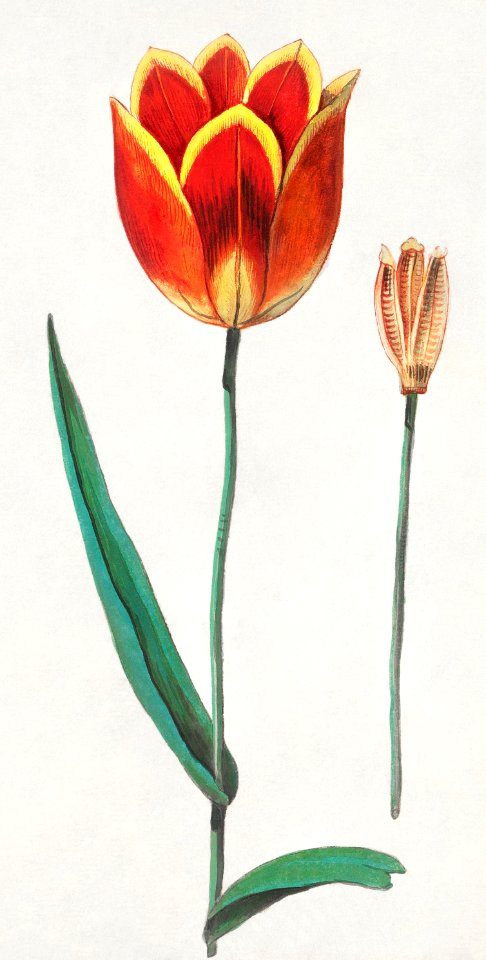 Tulip, Tulipa (1596–1610) by Anselmus Boëtius de Boodt.
