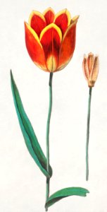 Tulip, Tulipa (1596–1610) by Anselmus Boëtius de Boodt.. Free illustration for personal and commercial use.