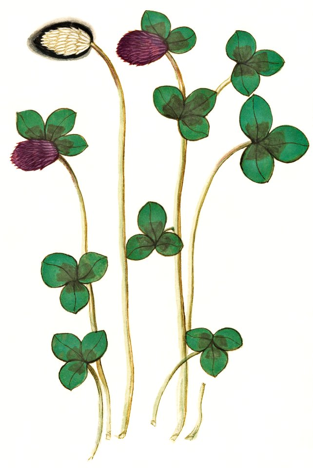 Red clover, Trifolium pratense (1596–1610) by Anselmus Boëtius de Boodt.
