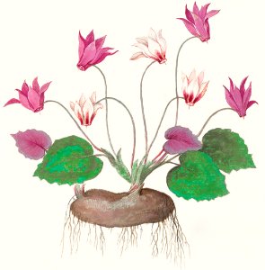 Cyclamen, Cyclamen (1596–1610) by Anselmus Boëtius de Boodt.. Free illustration for personal and commercial use.