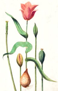 Tulip, Tulipa (1596–1610) by Anselmus Boëtius de Boodt.. Free illustration for personal and commercial use.