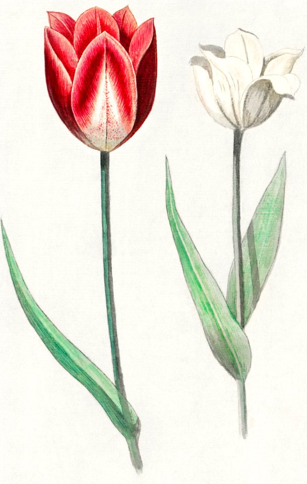 Tulip, Tulipa (1596–1610) by Anselmus Boëtius de Boodt.