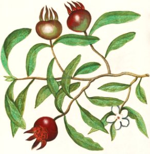 Mispel, Mespilus germanica (1596–1610) by Anselmus Boëtius de Boodt.