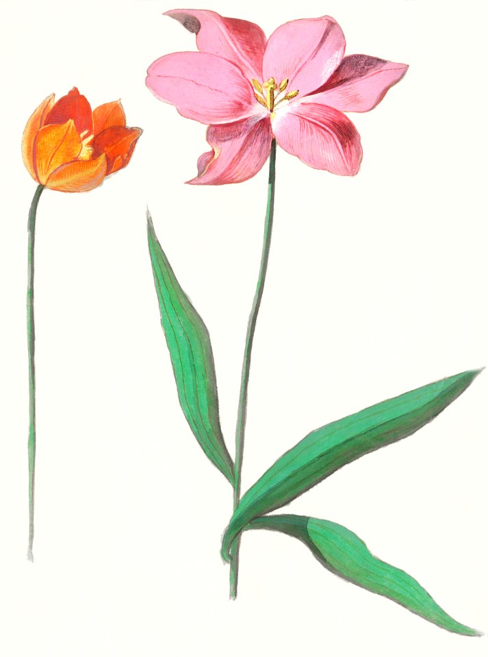Tulip, Tulipa (1596–1610) by Anselmus Boëtius de Boodt.