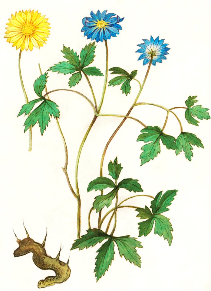 Wood anemone, Anemone nemorosa (1596–1610) by Anselmus Boëtius de Boodt.