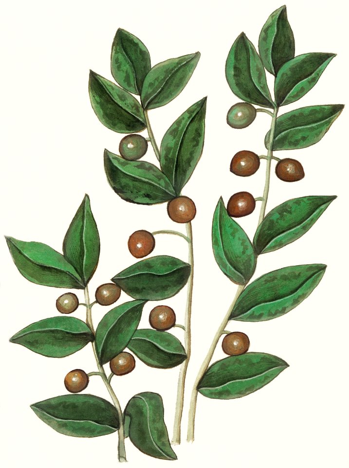 Olive, Olea europaea (1596–1610) by Anselmus Boëtius de Boodt.