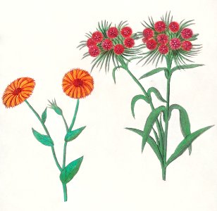 Marigold, calendula, and daisy, dianthus barbatus (1596–1610) by Anselmus Boëtius de Boodt.. Free illustration for personal and commercial use.