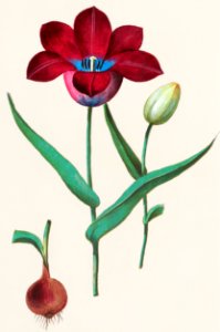 Tulip, Tulipa (1596–1610) by Anselmus Boëtius de Boodt.. Free illustration for personal and commercial use.