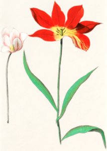 Tulip, Tulipa (1596–1610) by Anselmus Boëtius de Boodt.. Free illustration for personal and commercial use.