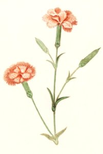 Carnation, Dianthus (1596–1610) by Anselmus Boëtius de Boodt.. Free illustration for personal and commercial use.