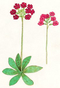 Primrose, Primula (1596–1610) by Anselmus Boëtius de Boodt.. Free illustration for personal and commercial use.