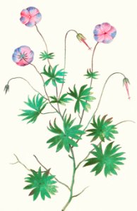 Pelargonium, Geranium (1596–1610) by Anselmus Boëtius de Boodt.