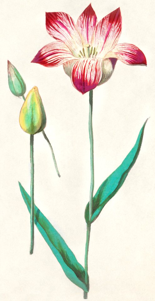 Tulip, Tulipa (1596–1610) by Anselmus Boëtius de Boodt.