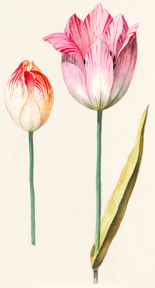 Tulip, Tulipa (1596–1610) by Anselmus Boëtius de Boodt.