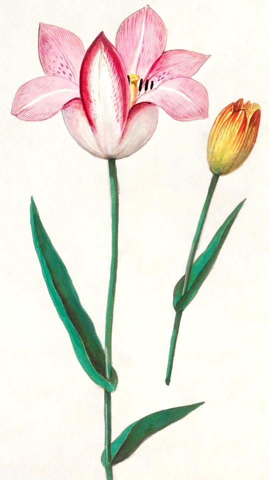 Tulip, Tulipa (1596–1610) by Anselmus Boëtius de Boodt.