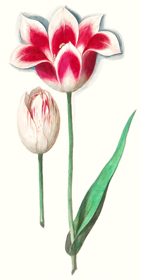 Tulip, Tulipa (1596–1610) by Anselmus Boëtius de Boodt.