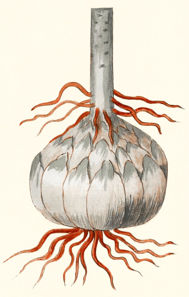 Globe of the red lily, Lilium (1596–1610) by Anselmus Boëtius de Boodt.