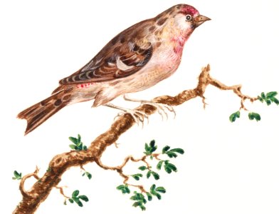 Redpoll, Carduelis flammea (1596–1610) by Anselmus Boëtius de Boodt.. Free illustration for personal and commercial use.