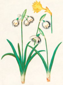 Snowdrops, galanthus, and a daffodil, narcissus (1596–1610) by Anselmus Boëtius de Boodt.. Free illustration for personal and commercial use.