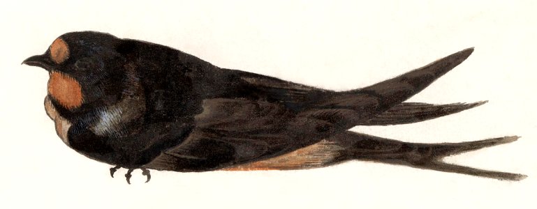 Barn Swallow (1596–1610) by Anselmus Boëtius de Boodt.. Free illustration for personal and commercial use.