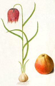 Snake's head fritillary, Fritillaria meleagris and an apple (1596–1610) by Anselmus Boëtius de Boodt.. Free illustration for personal and commercial use.