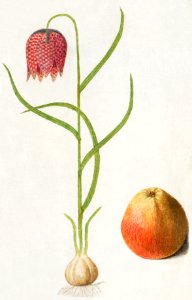 Snake's head fritillary, Fritillaria meleagris and an apple (1596–1610) by Anselmus Boëtius de Boodt.