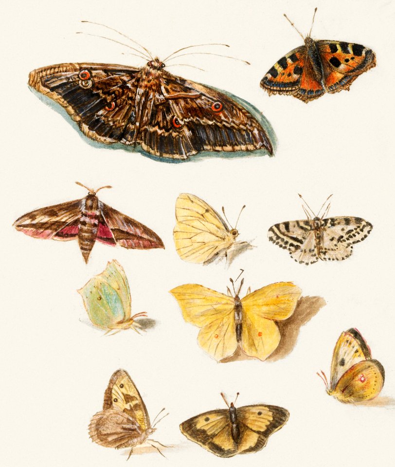 Butterflies and moths (1596–1610) by Anselmus Boëtius de Boodt.