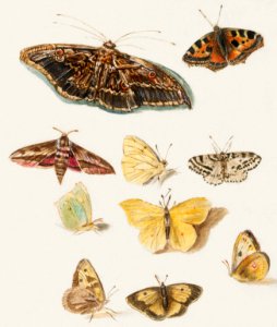 Butterflies and moths (1596–1610) by Anselmus Boëtius de Boodt.