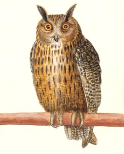 Long-eared owl (1596–1610) by Anselmus Boëtius de Boodt.. Free illustration for personal and commercial use.
