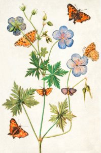Pelargonium, probably Bearded Pelargonium, Geranium pratense (1596–1610) by Anselmus Boëtius de Boodt.