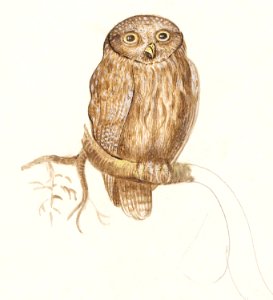 Eurasian Pygmy Owl (1596–1610) by Anselmus Boëtius de Boodt.. Free illustration for personal and commercial use.
