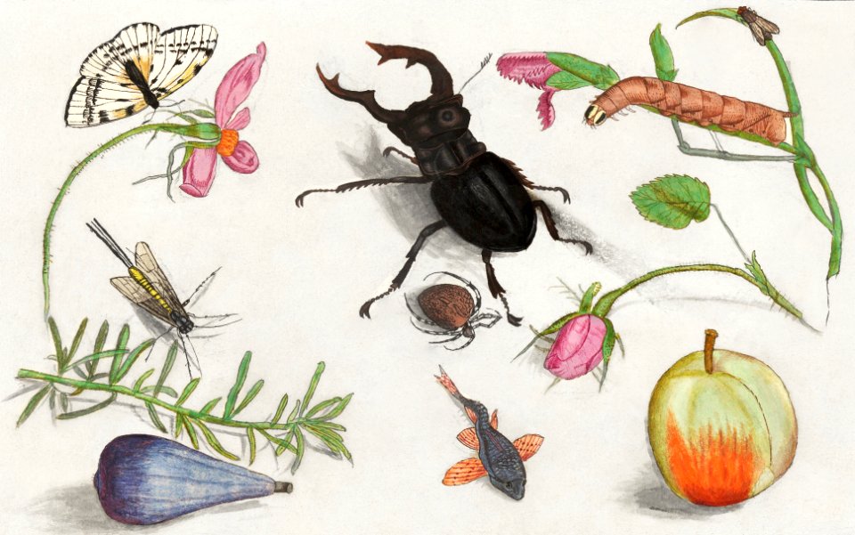 Natural History Ensemble, no. 13 (1596–1610) by Anselmus Boëtius de Boodt.