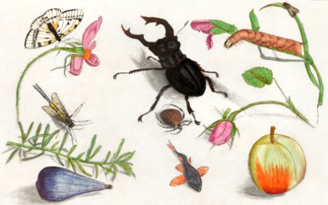 Natural History Ensemble, no. 13 (1596–1610) by Anselmus Boëtius de Boodt.