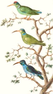 Honeysuckers, nectariniidae (1596–1610) by Anselmus Boëtius de Boodt.