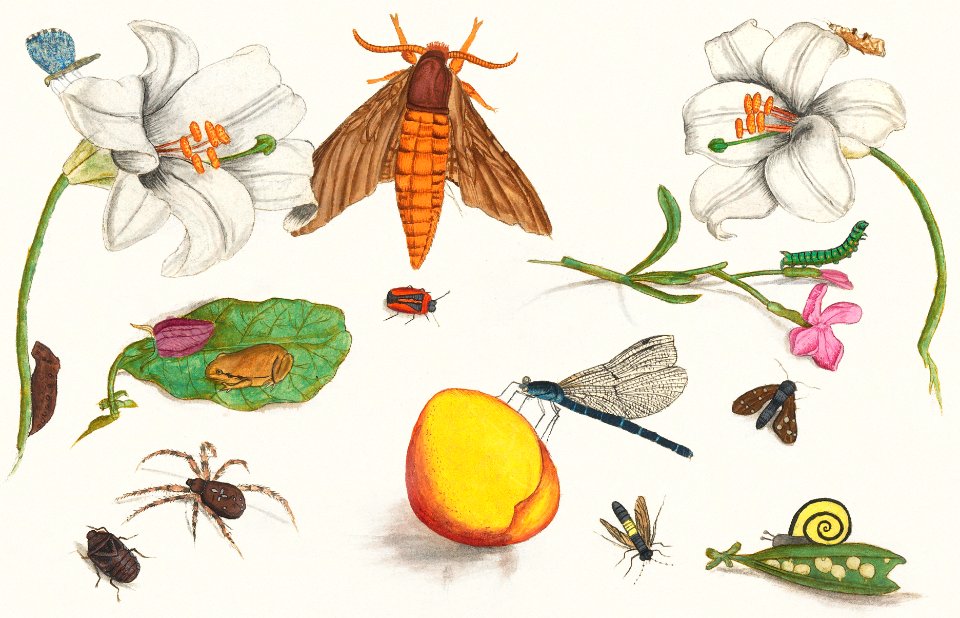 Natural History Ensemble, no. 5 (1596–1610) by Anselmus Boëtius de Boodt.