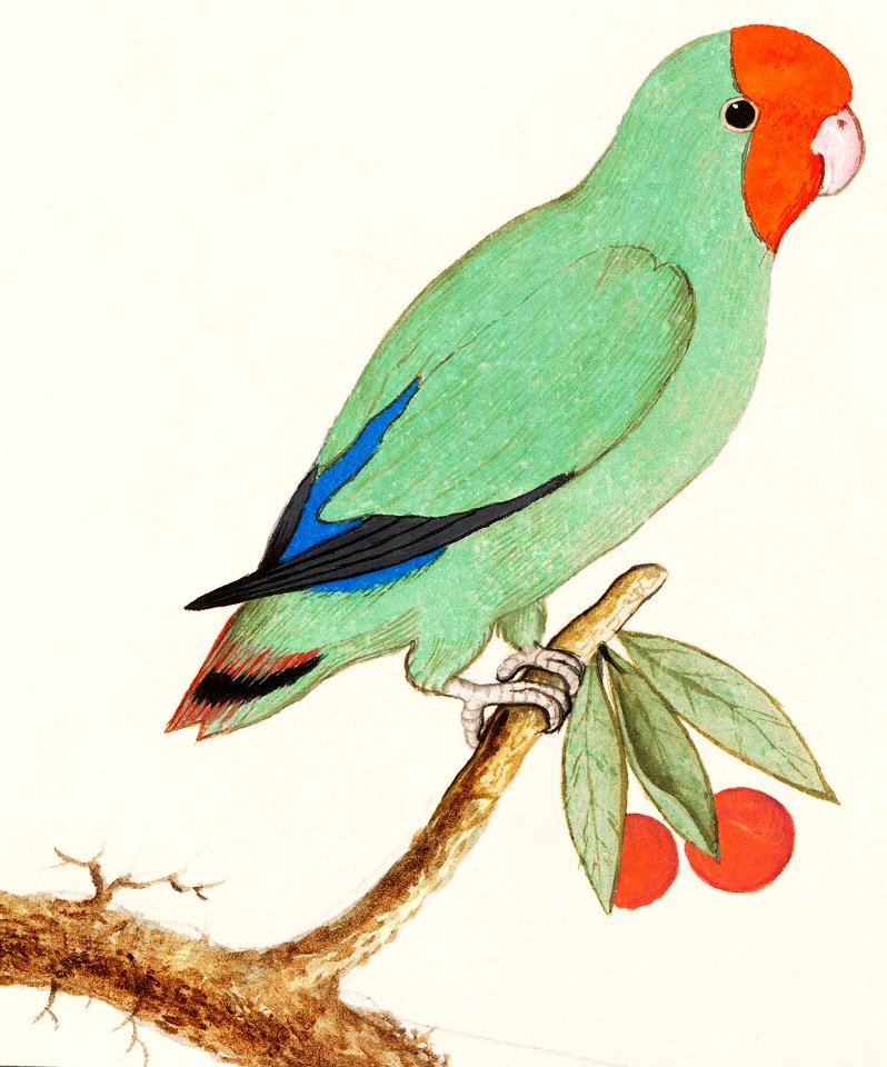 Red-headed lovebird (1596–1610) by Anselmus Boëtius de Boodt.